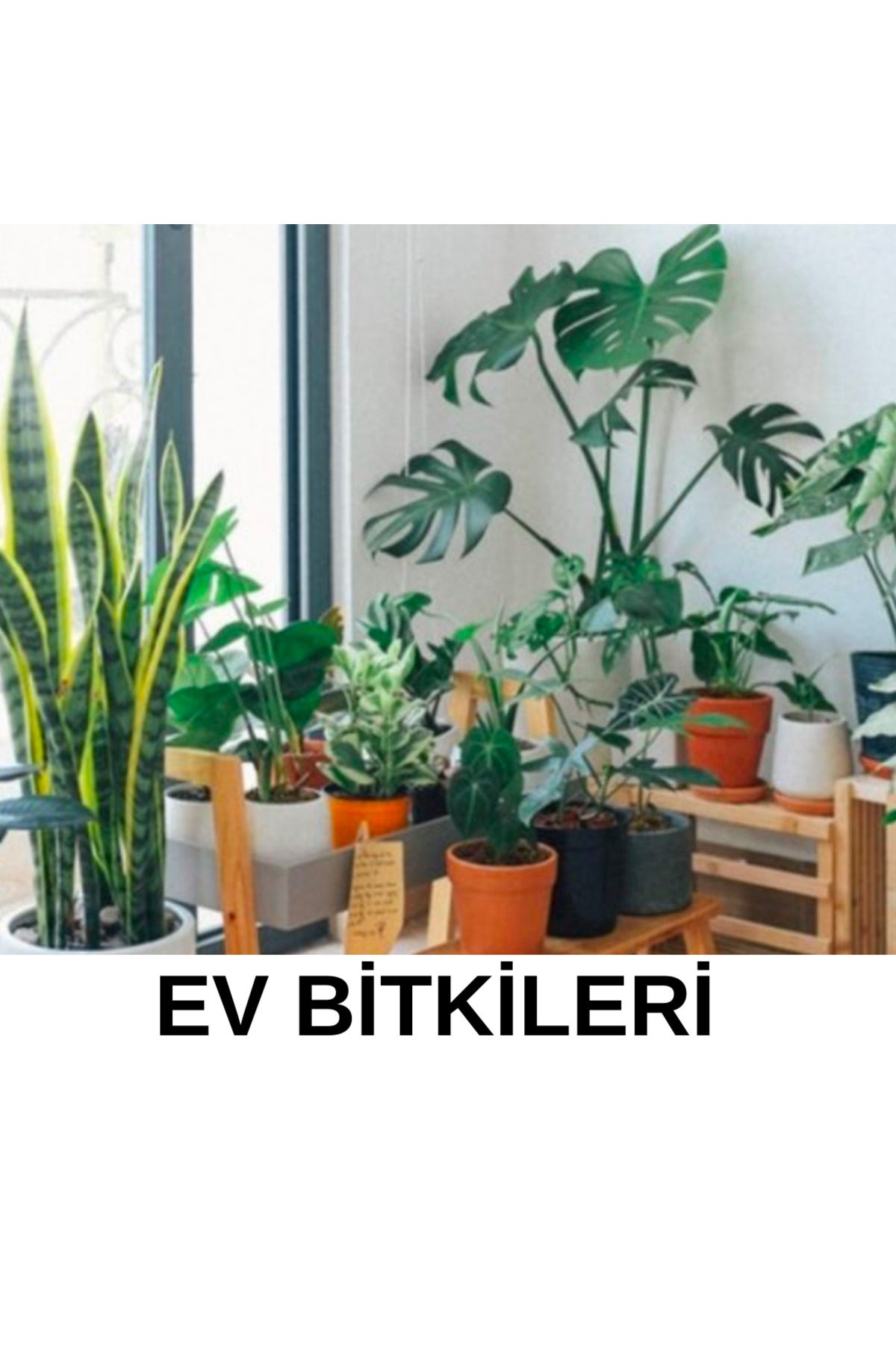 Yeşilgüç 2