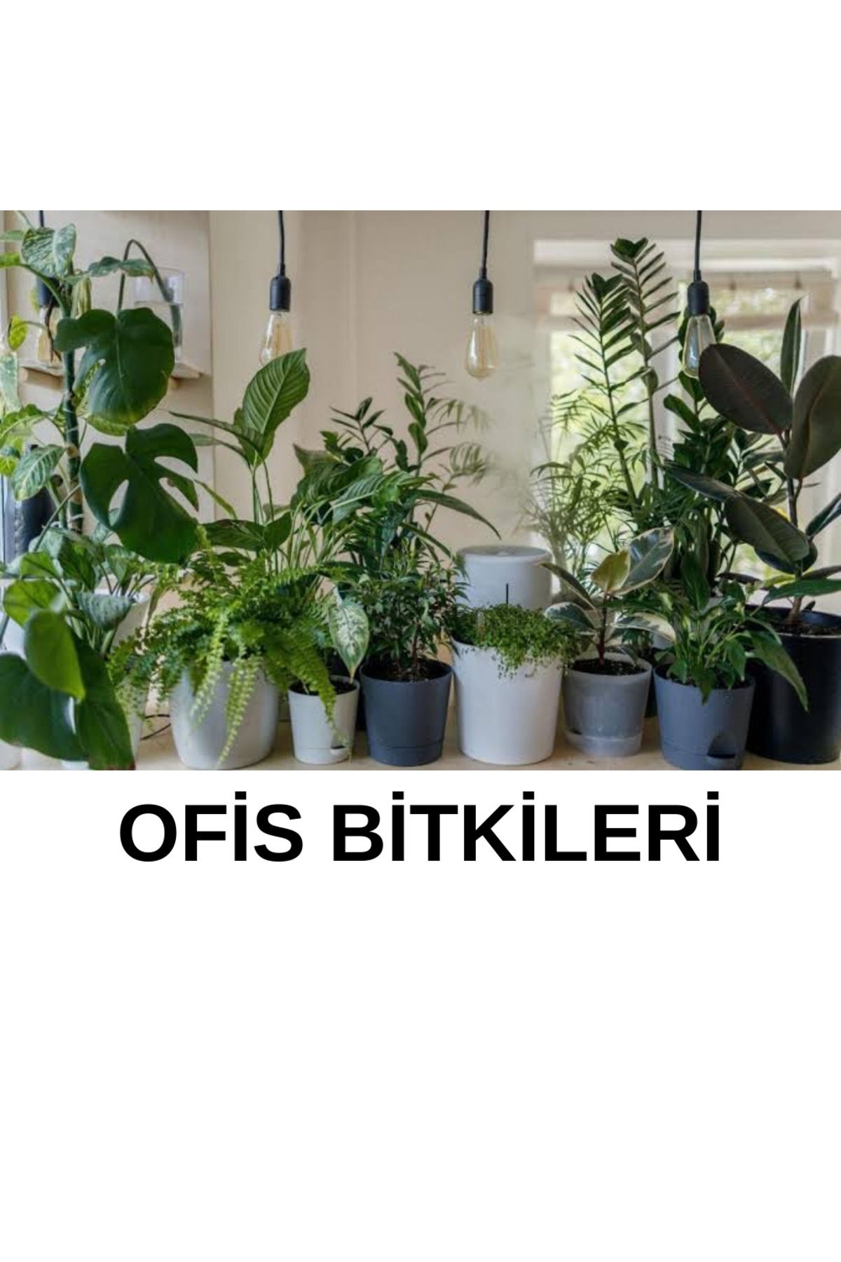 Yeşilgüç 3