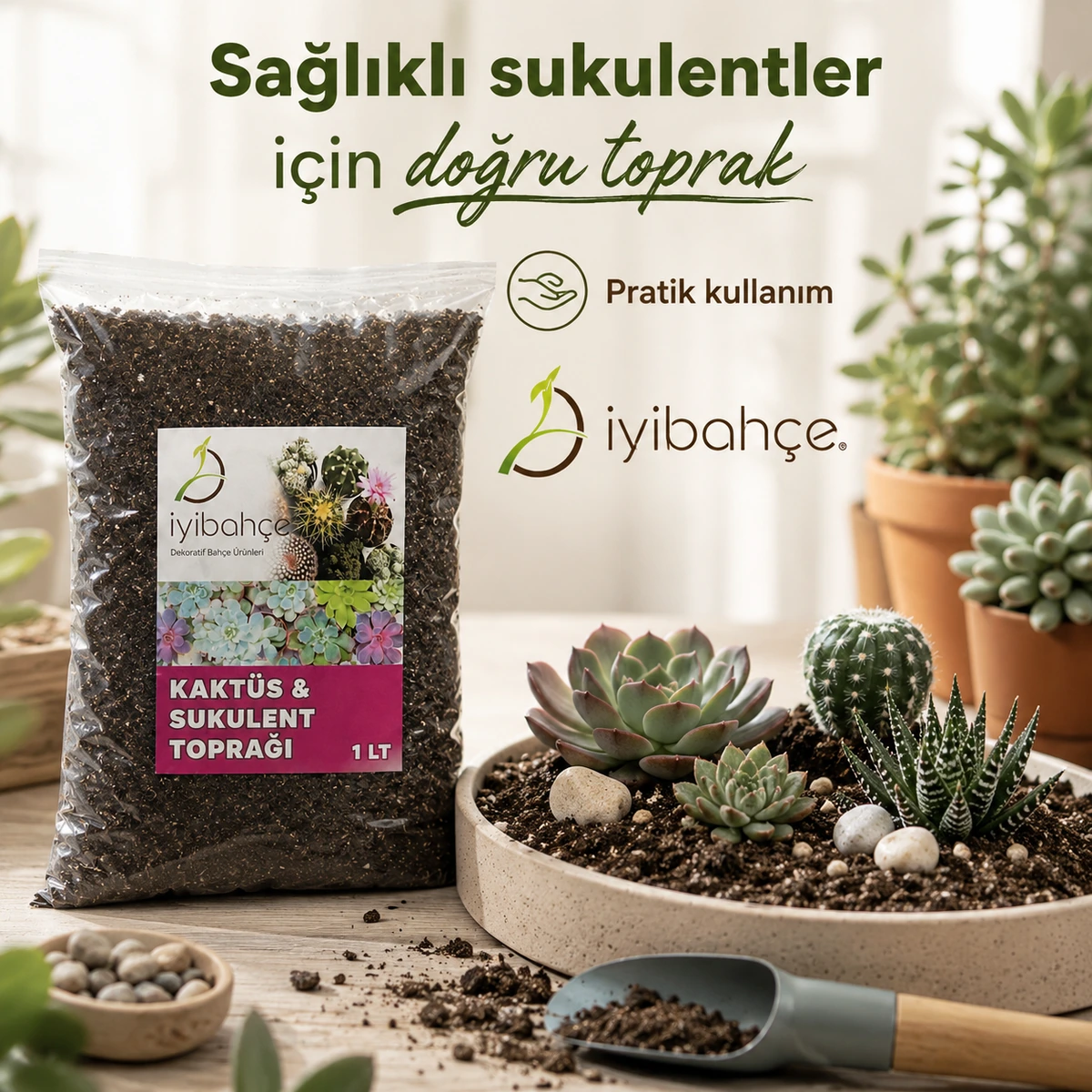 Kaktus Sukulent Topragi Yasam Stili 2 Kaktus Sukulent Topragi Yasam Stili 2