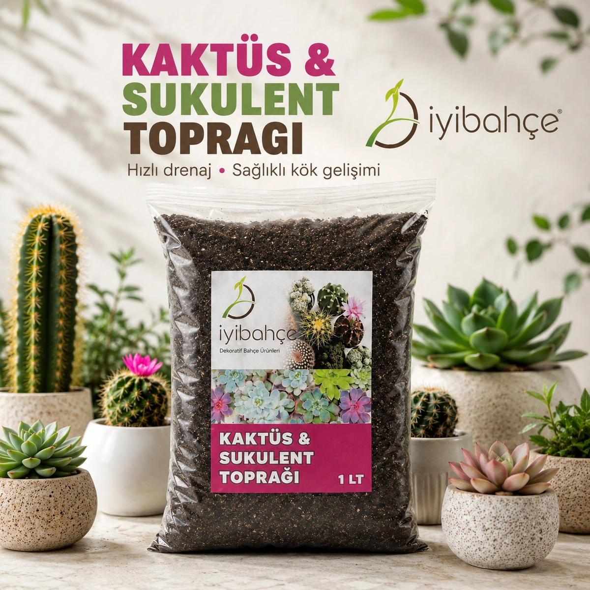 Kaktus Sukulent Topragi Yasam Stili Kaktus Sukulent Topragi Yasam Stili